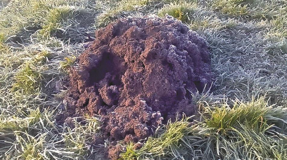 Mole hill